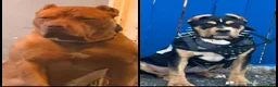 American Bully dogs for sale: "SNOOP DOGG" LILAC TRI COLOR - Ad 8