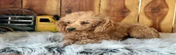 Maltipoo dogs for sale: Maltipoo Puppy 1 - Ad 11