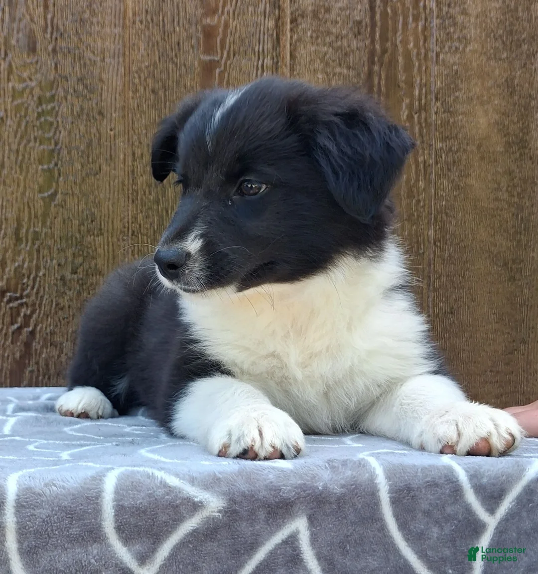 Australian Shepherd dogs for sale: Australian Shepherd 3 - Ad 1