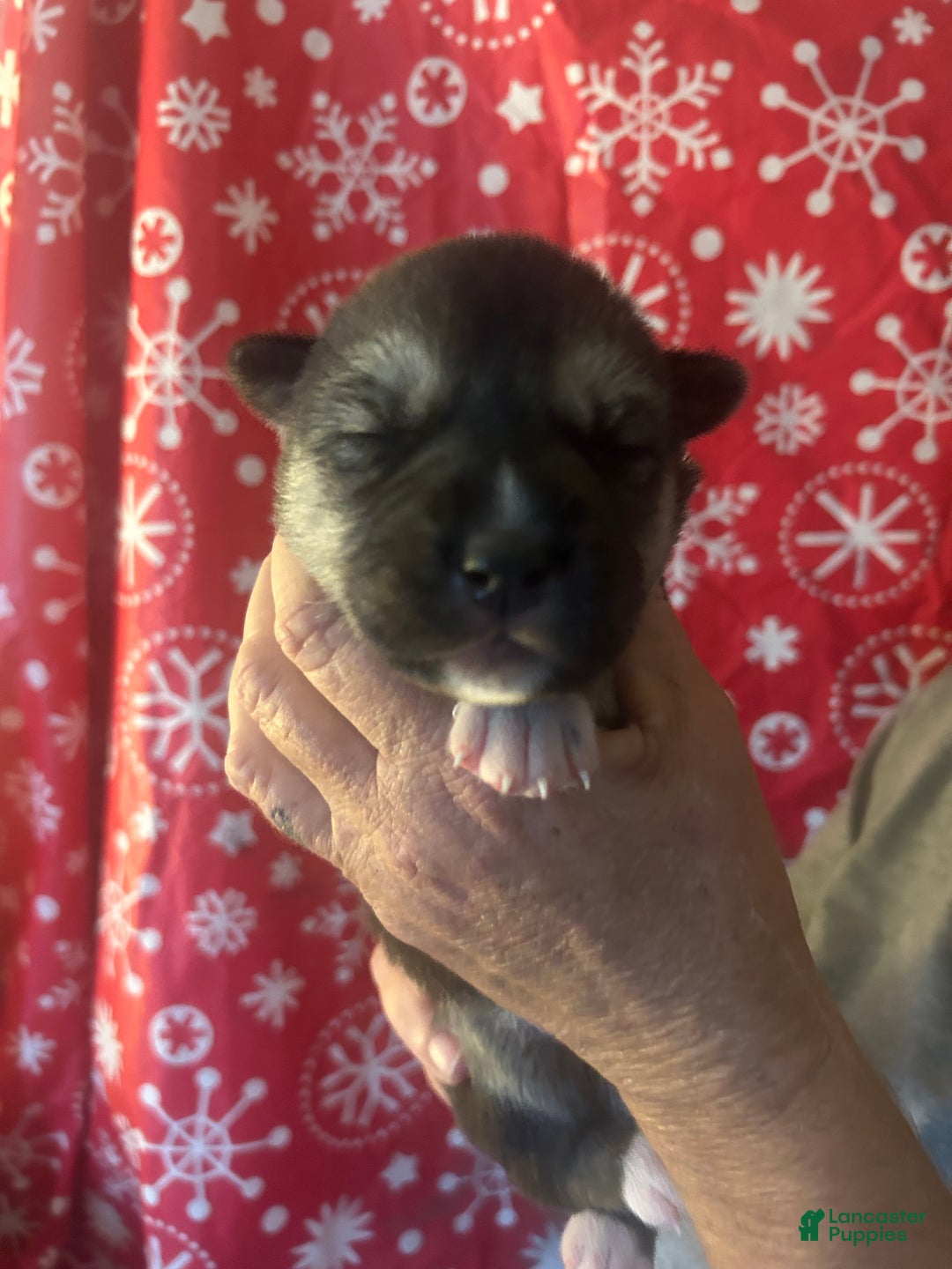 Gerberian Shepsky dogs for sale: Max Gerberian Shepsky Puppy 1 - Ad 1