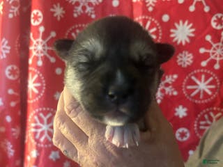 Gerberian Shepsky dogs Max Gerberian Shepsky Puppy 1 - Ad 29