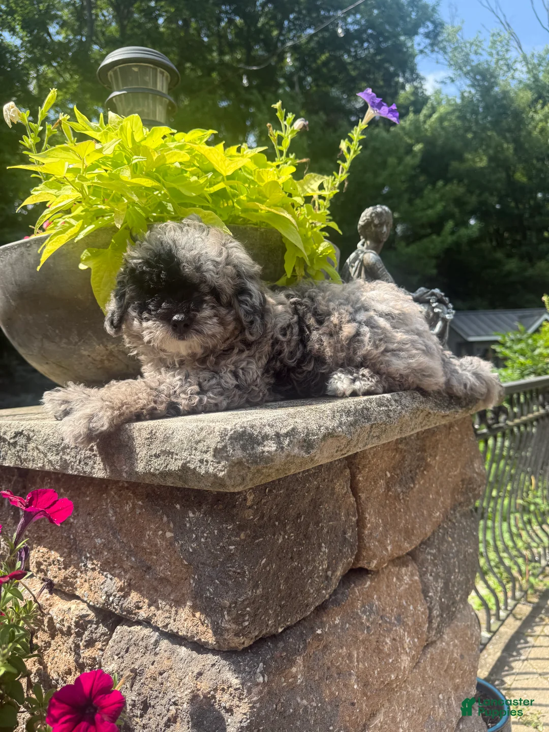 Mini Aussiedoodle dogs for sale: Oreo - Ad 2