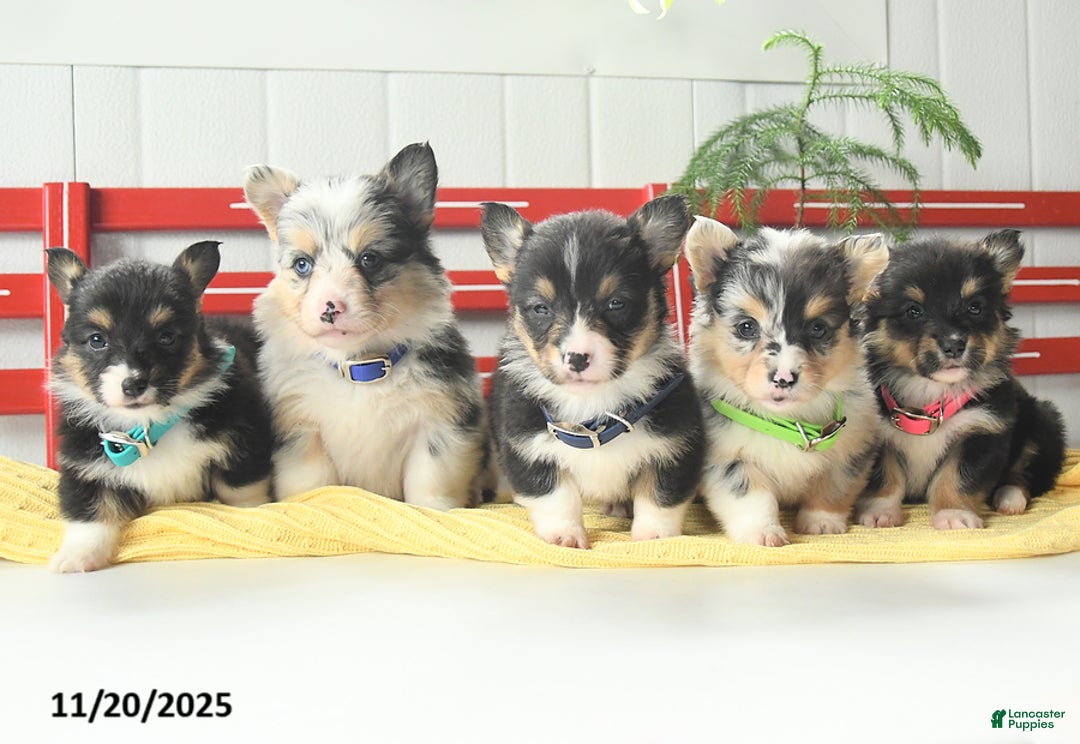 Welsh Corgi Pembroke dogs for sale: Fluffy Laffy Taffy - Ad 9