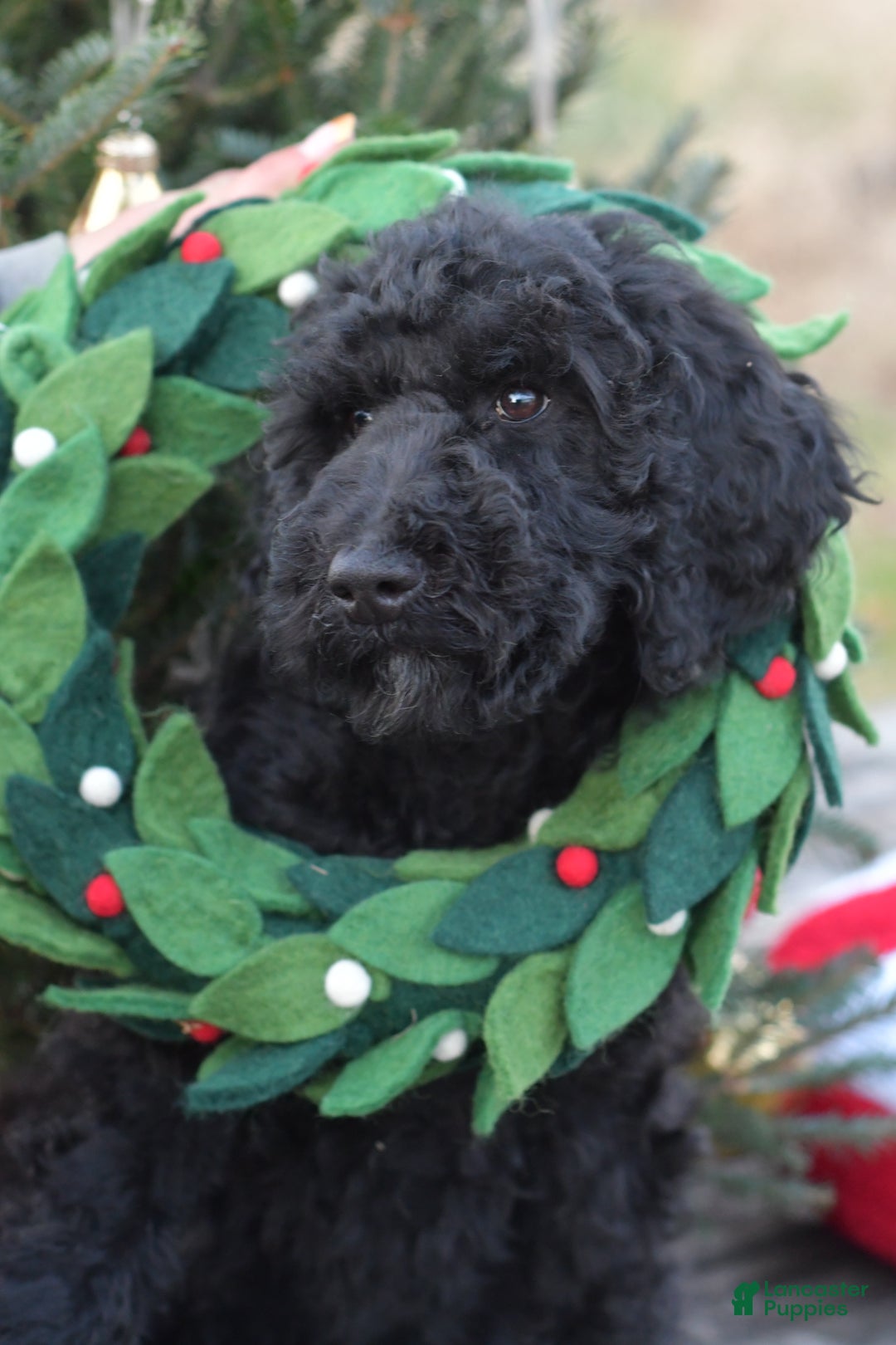 Standard Poodle dogs for sale: Clover - Ad 12