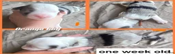 Sheepadoodle dogs for sale: Orchid - orange collar - Ad 5