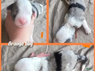 Sheepadoodle dogs Orchid - orange collar - Ad 22