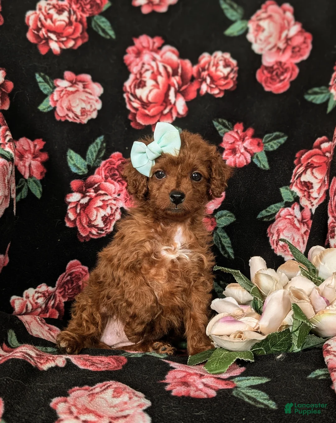 Cockapoo dogs for sale: Hayley Hypoallergenic - Ad 5