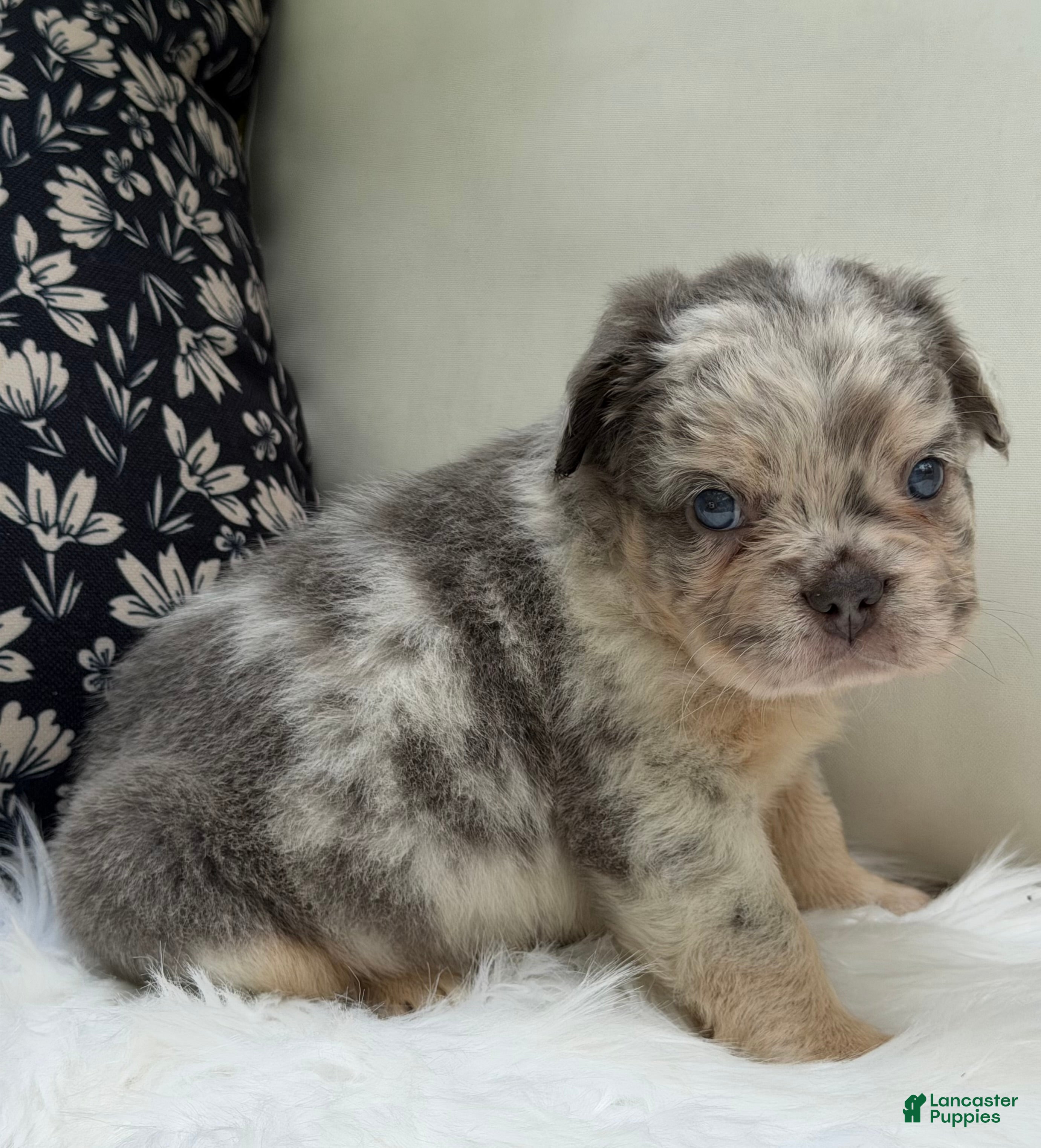 French Bulldog dogs Smokey - Ad 2