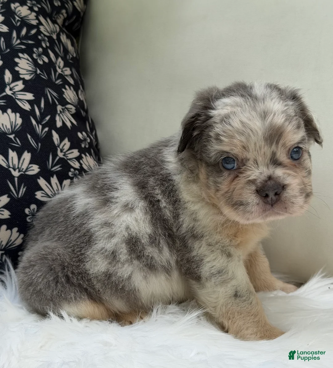 French Bulldog dogs for sale: Smokey - Ad 2