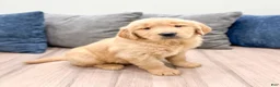 Golden Retriever dogs for sale: Honey - Ad 3