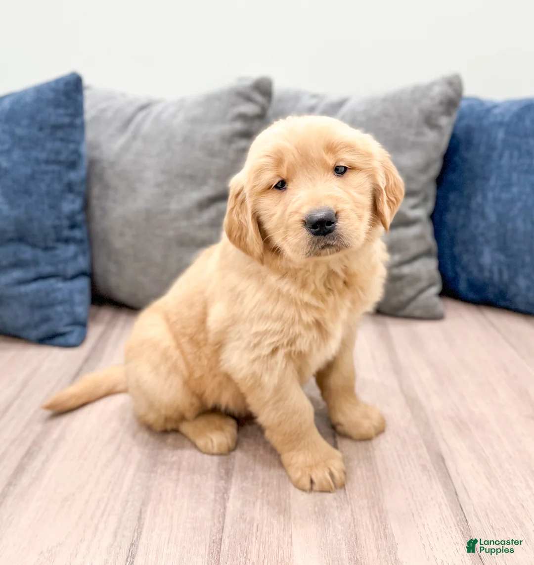 Golden Retriever dogs for sale: Honey - Ad 3