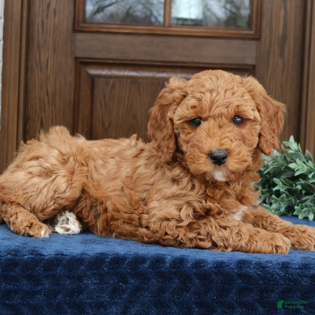 Mini Goldendoodle dogs for sale: Brooklyn  - Ad 1