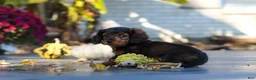 Miniature Dachshund dogs for sale: Frank - Ad 11