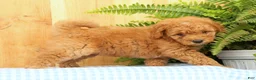 Mini Goldendoodle dogs for sale: Cora - Ad 7