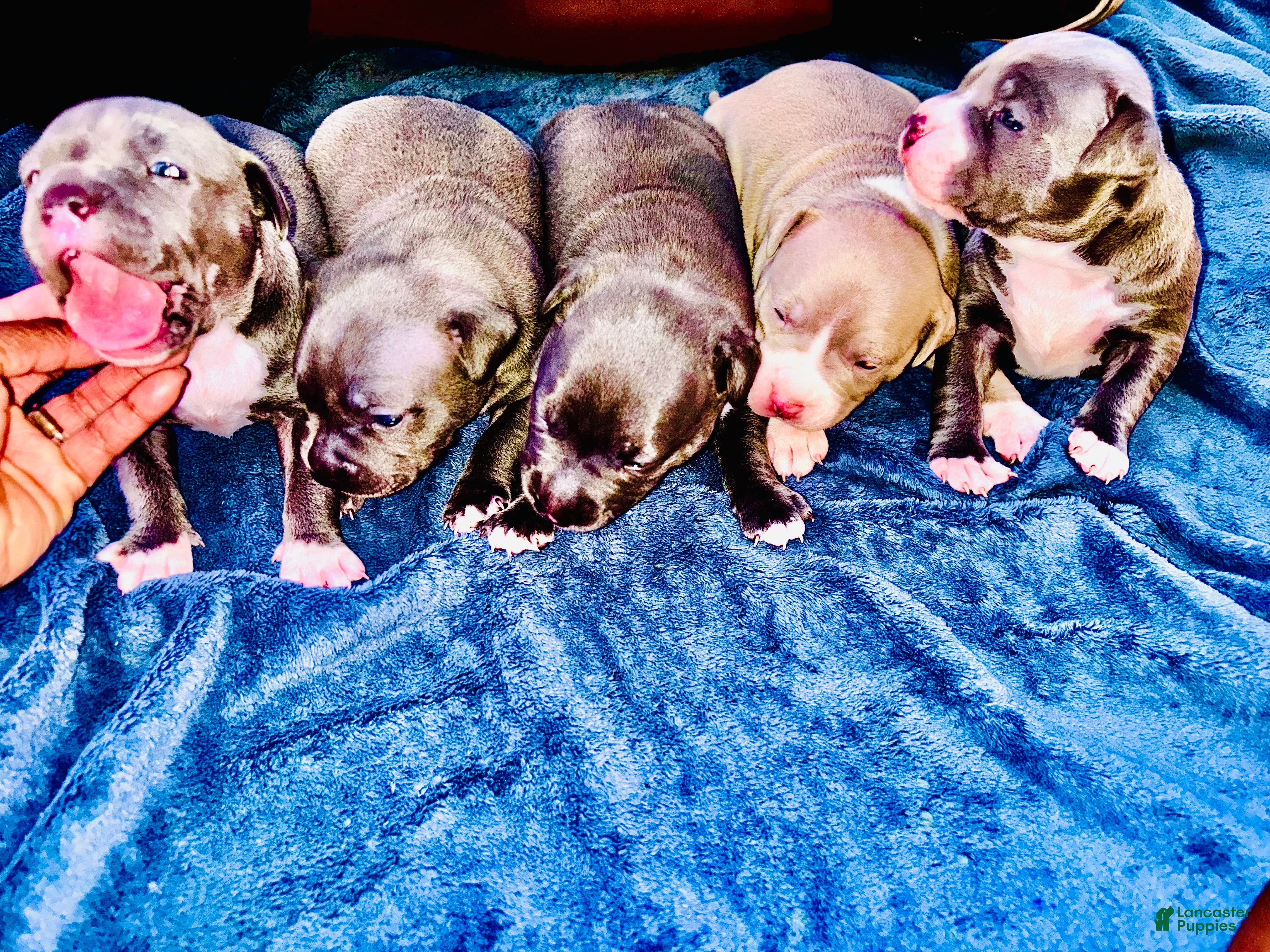 American Bully dogs American Bully 1 - Ad 24