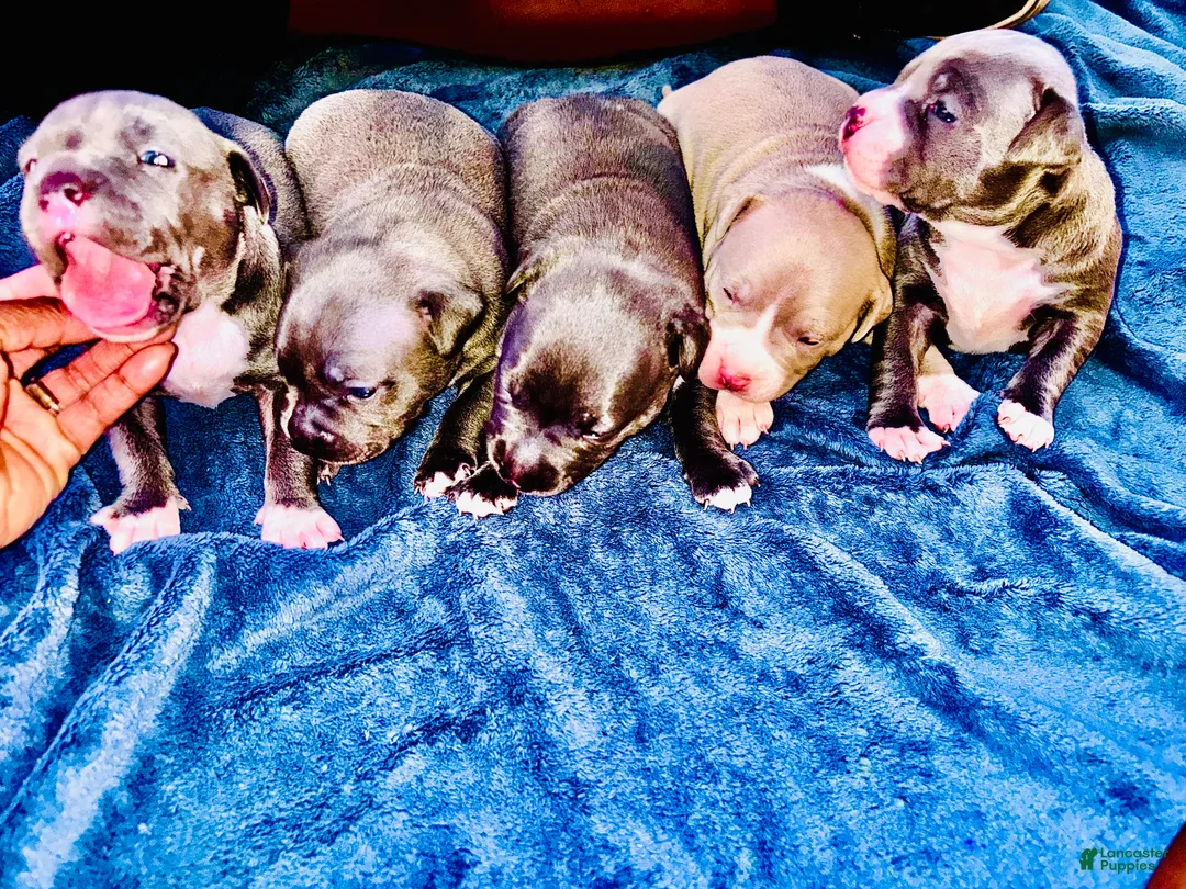American Bully dogs for sale: American Bully 1 - Ad 1