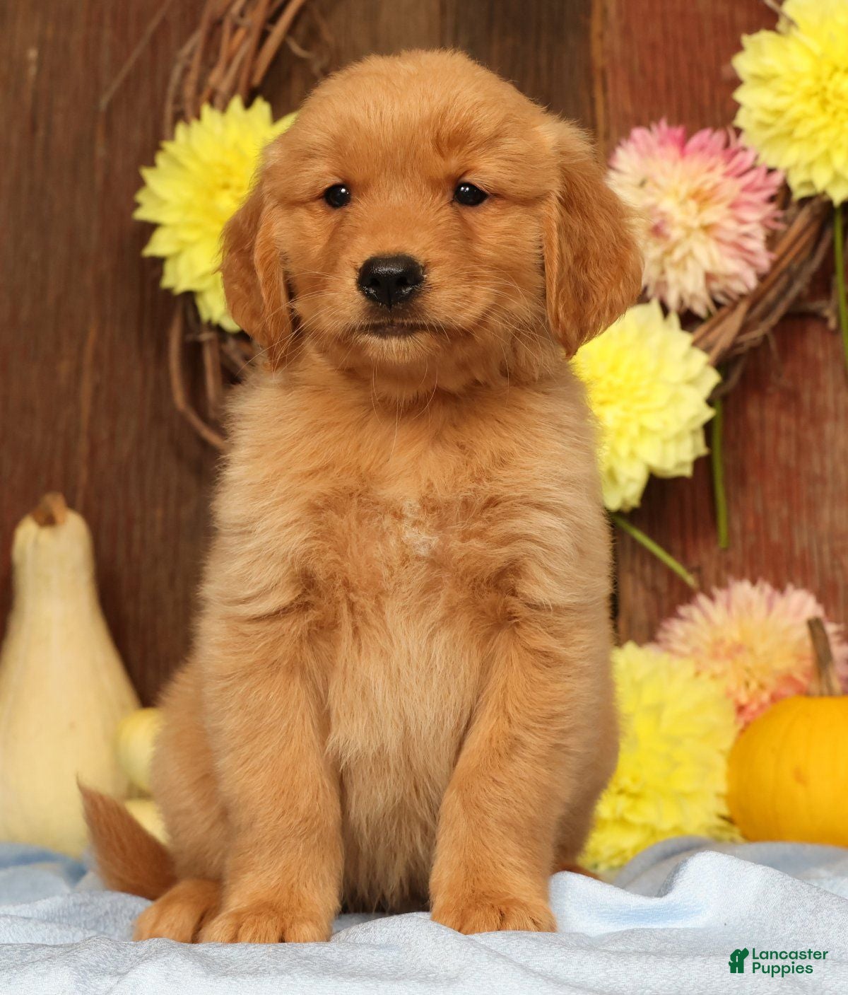 Golden Retriever dogs Hansel - Ad 2