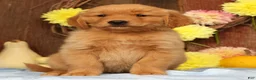 Golden Retriever dogs for sale: Hansel - Ad 2
