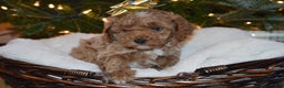 Cavapoo dogs for sale: Frosty - Ad 1
