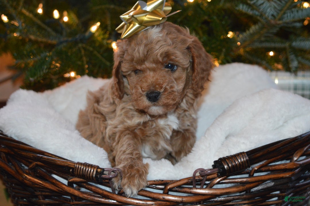 Cavapoo dogs for sale: Frosty - Ad 1