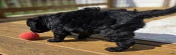 Bernedoodle dogs for sale: Peacon - Ad 5