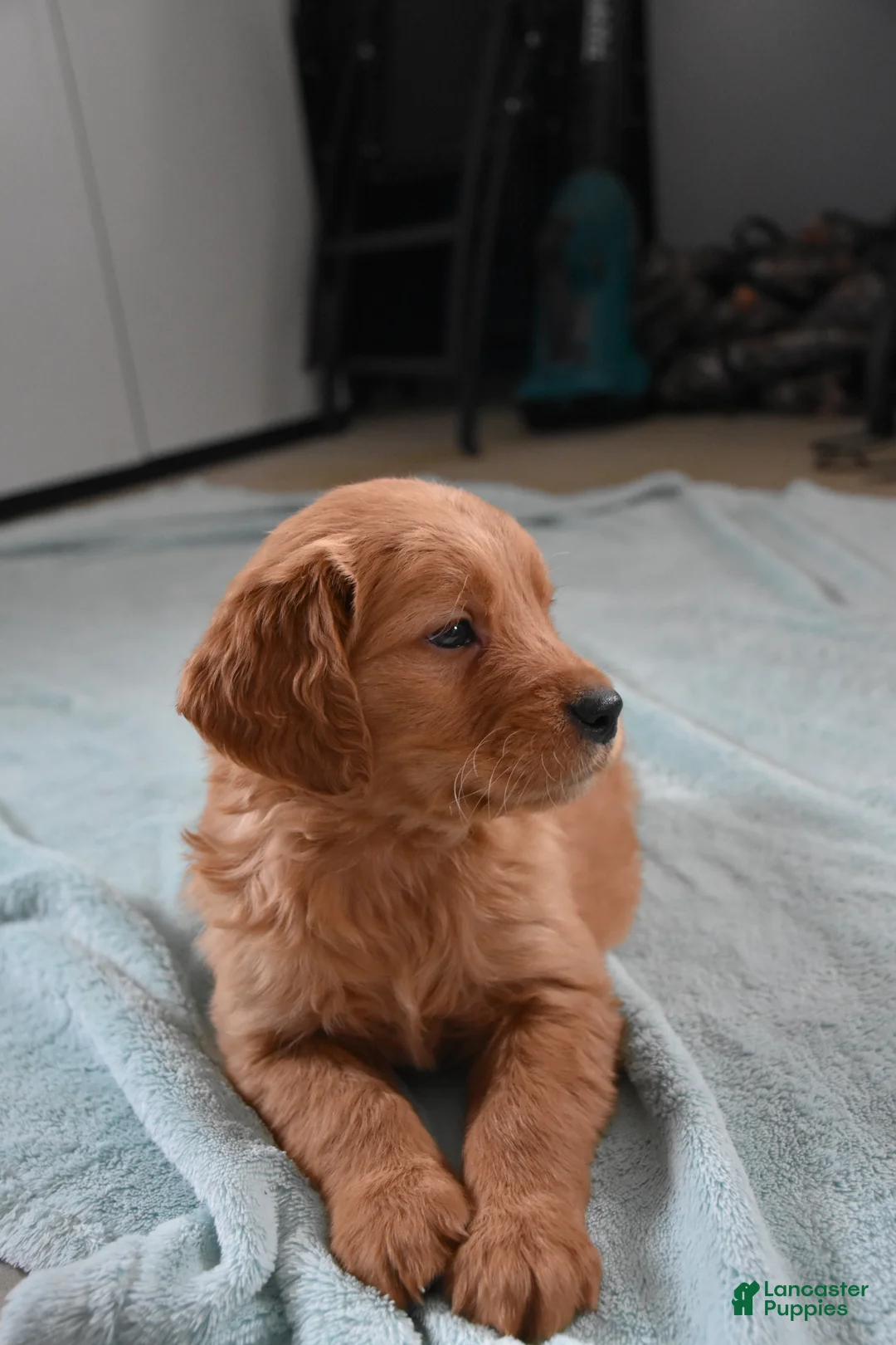 Golden Retriever dogs for sale: Dallas Genetic/OFA - Ad 4