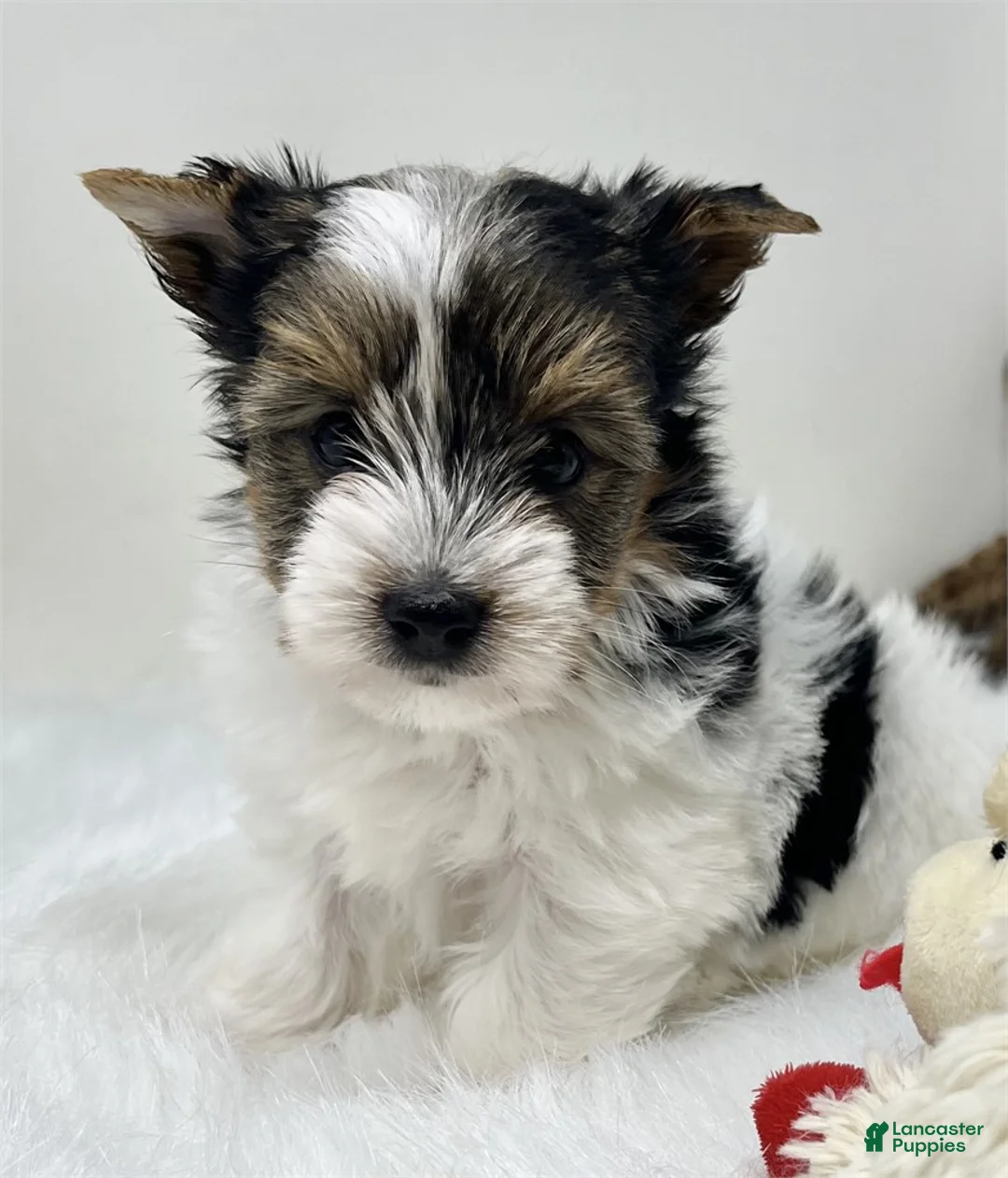 Biewer Terrier dogs for sale: Biewer Terrier Puppy 2 - Ad 2