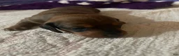Miniature Dachshund dogs for sale: Hazelnut  - Ad 12