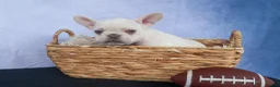French Bulldog dogs for sale: 💕Jasmine  - Ad 3