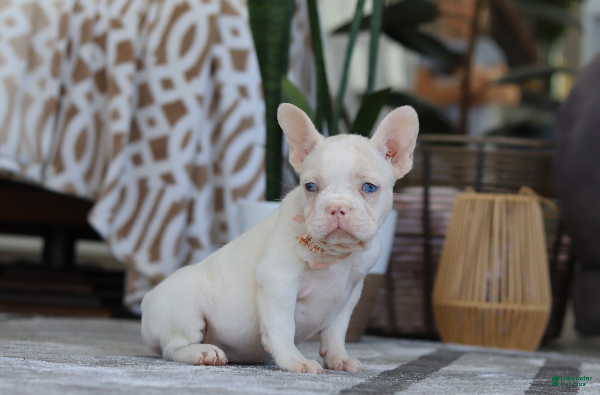 French Bulldog dogs Bree - Ad 42