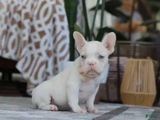 French Bulldog dogs Bree - Ad 42