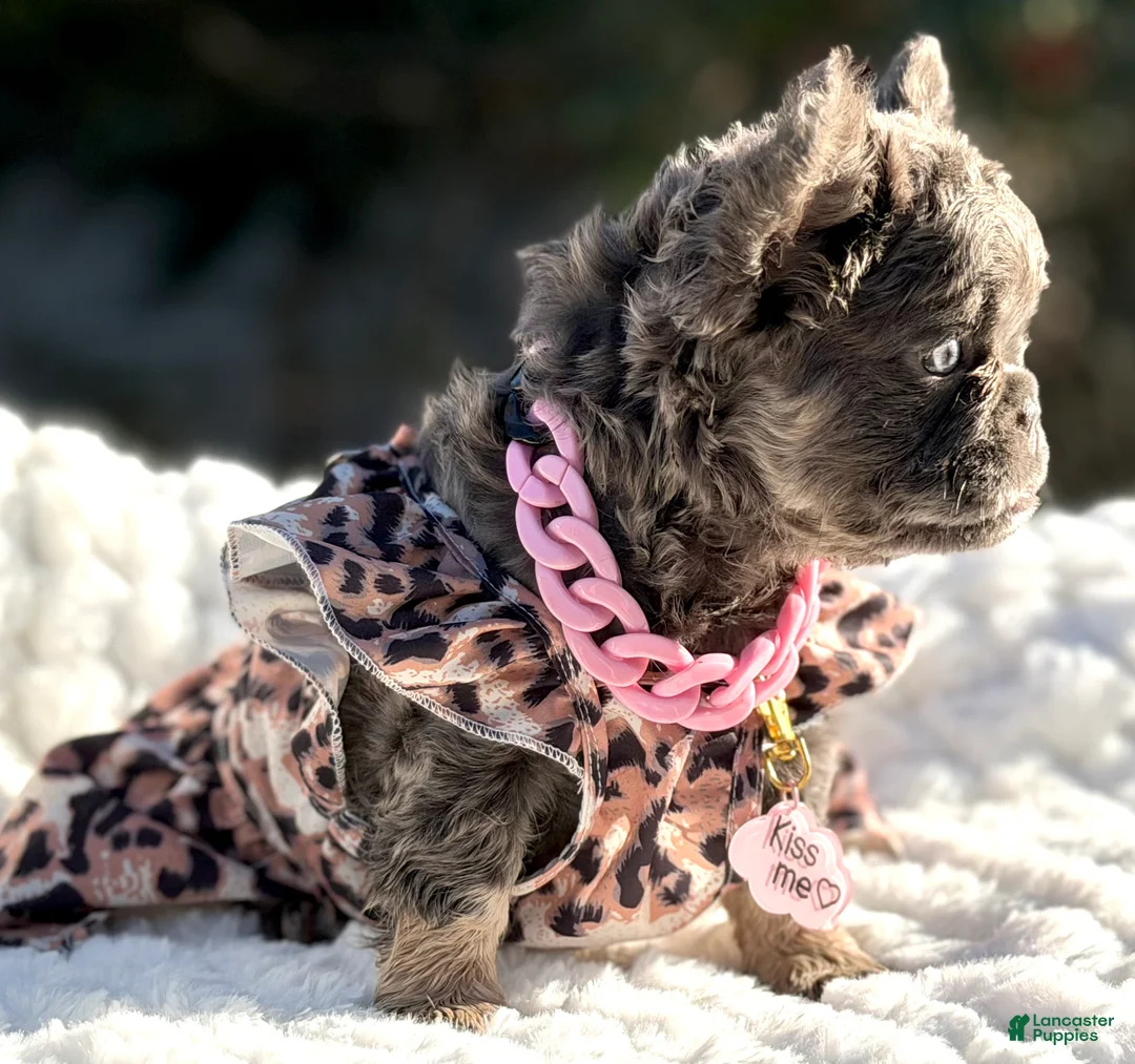 French Bulldog dogs for sale: Miss Glitz - Ad 1