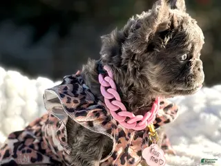 French Bulldog dogs for sale: Miss Glitz - Ad 4