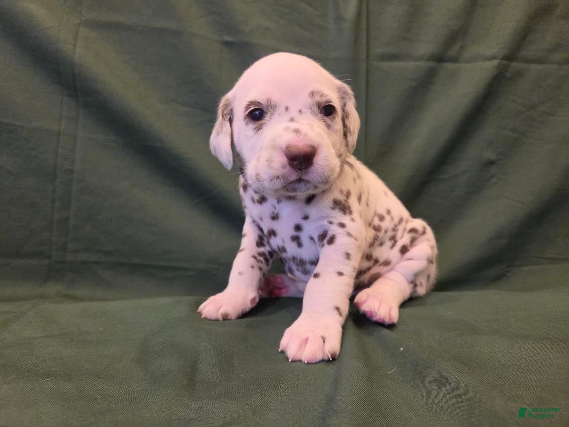 Dalmatian dogs Green - Ad 2