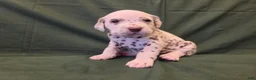 Dalmatian dogs for sale: Green - Ad 2