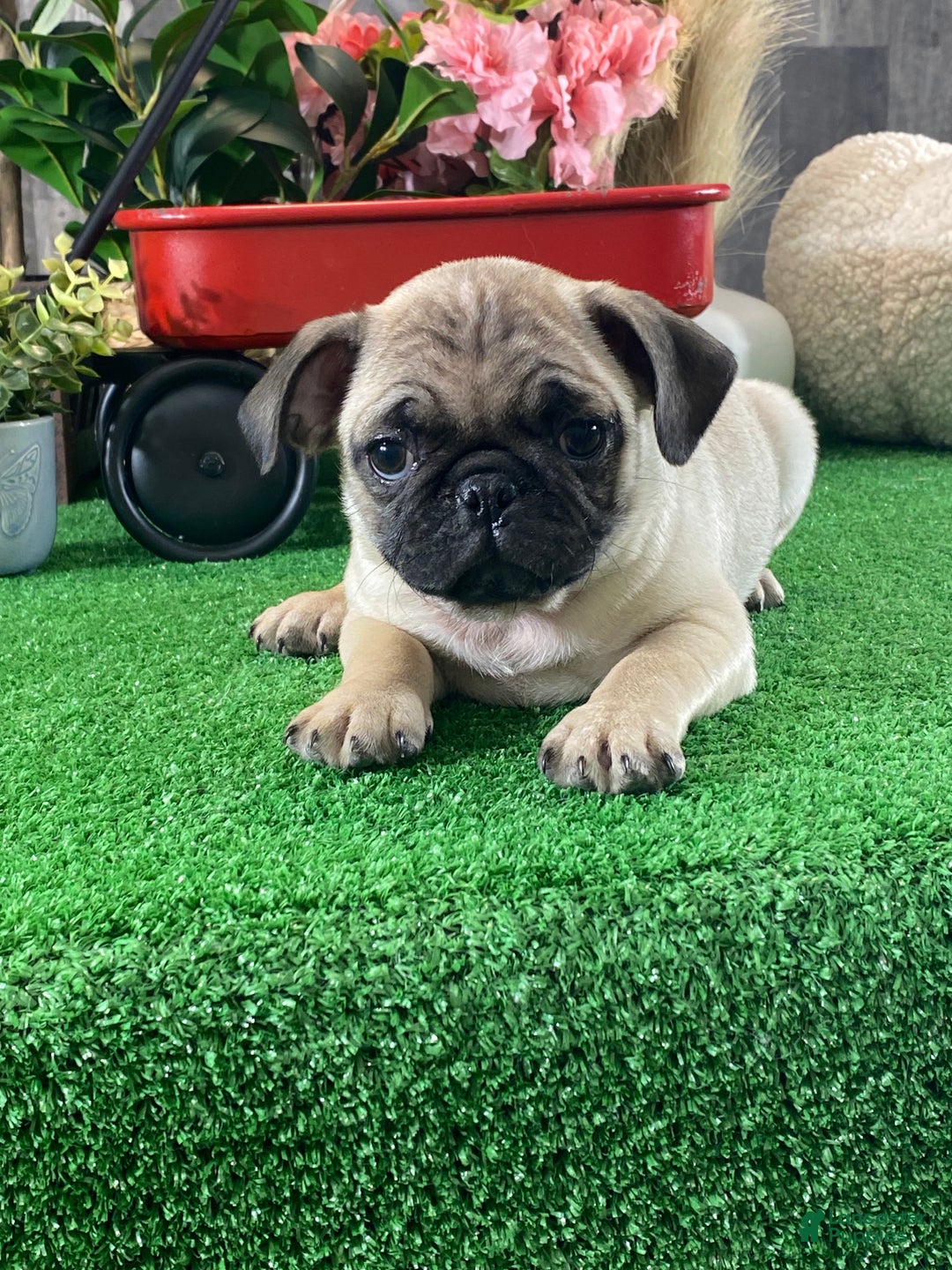 Pug dogs for sale: Poncho  - Ad 5