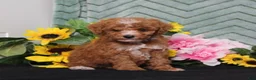Miniature Poodle dogs for sale: Yodel - Ad 3