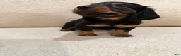 Miniature Dachshund dogs for sale: Miniature Dachshund 1 - Ad 18