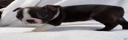 Boston Terrier dogs for sale: Little Guy AKC - Ad 4