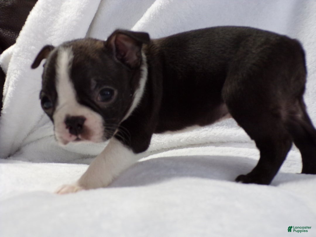 Boston Terrier dogs for sale: Little Guy AKC - Ad 4