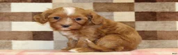 Cavapoo dogs for sale: Indy - Ad 3