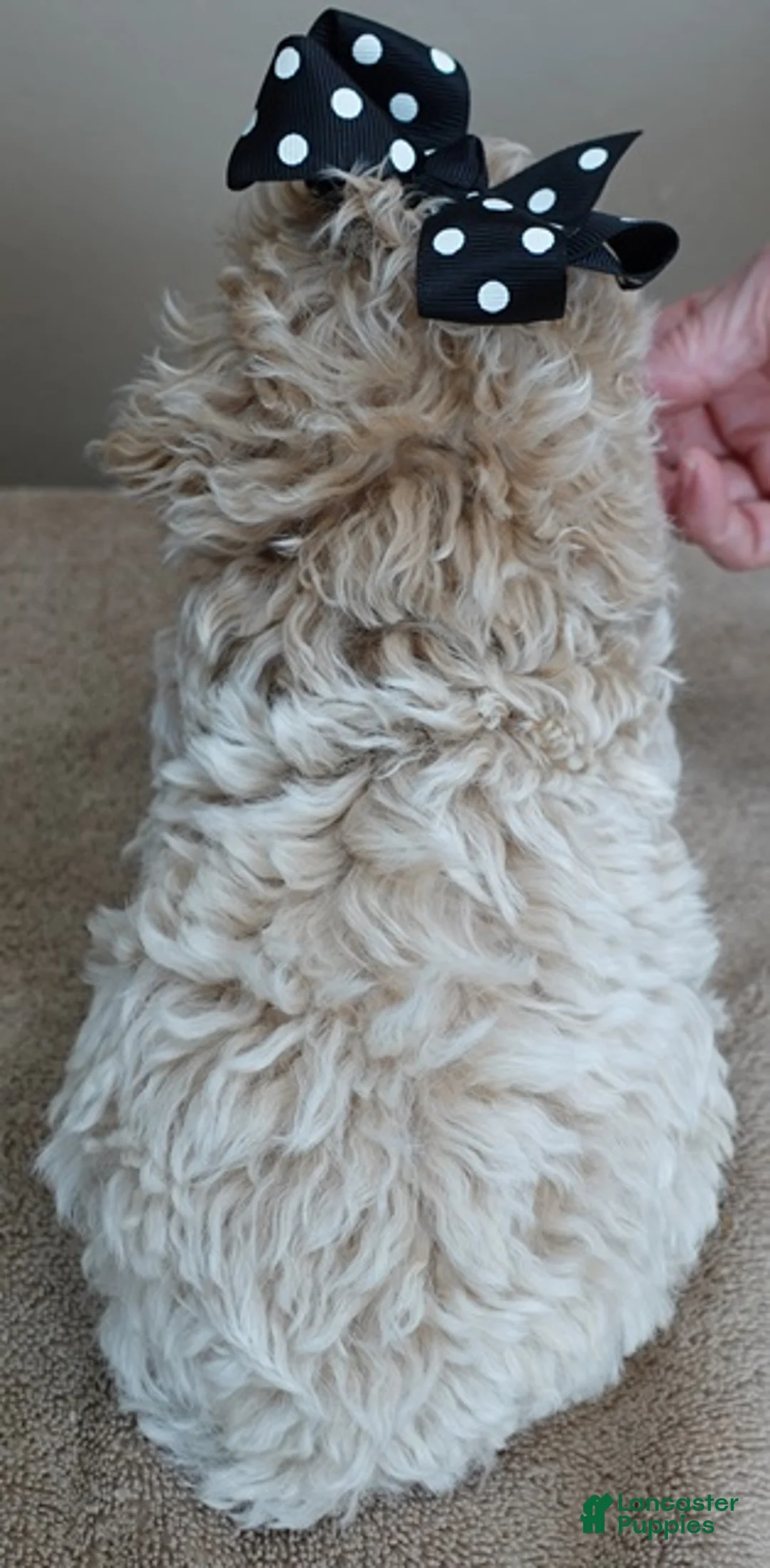 Toy Poodle dogs for sale: Rook!!!!!!!!!!!! - Ad 12