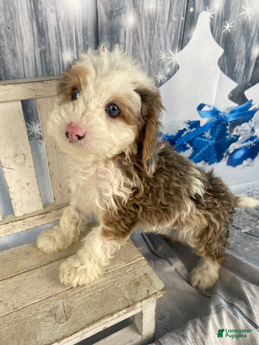 Cavapoo dogs for sale: Blue - Ad 6