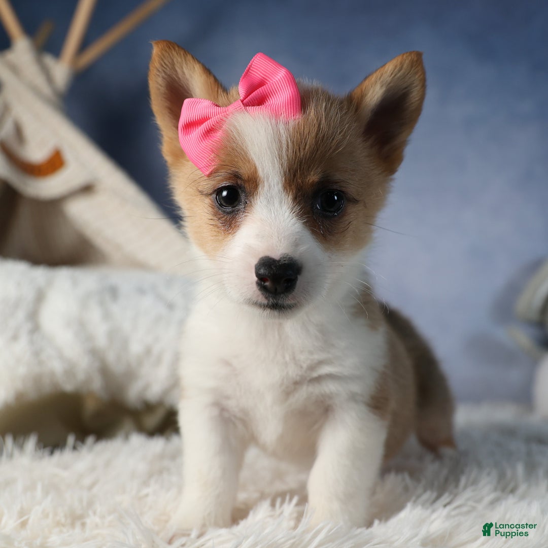 Welsh Corgi Pembroke dogs for sale: Dixie - Ad 5