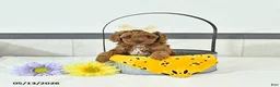 Toy Poodle dogs for sale: Lucia - Ad 4