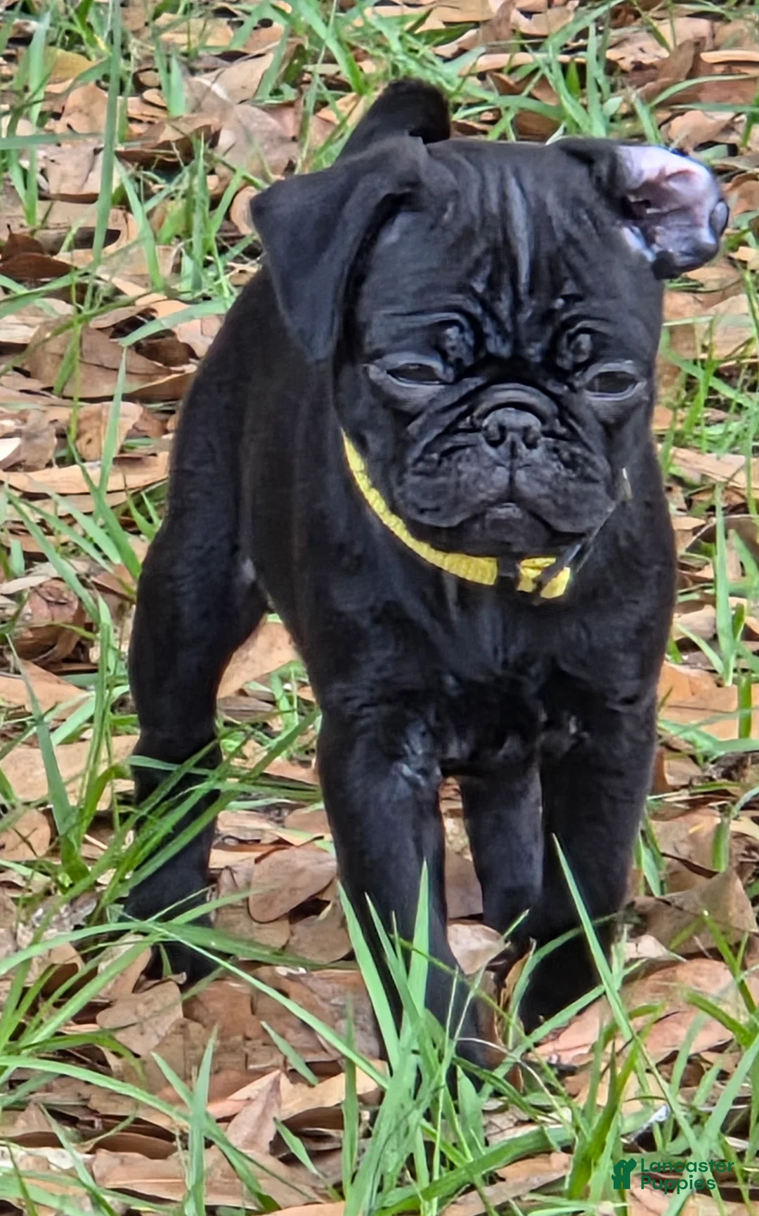 Pug dogs for sale: Sunshine  - Ad 1