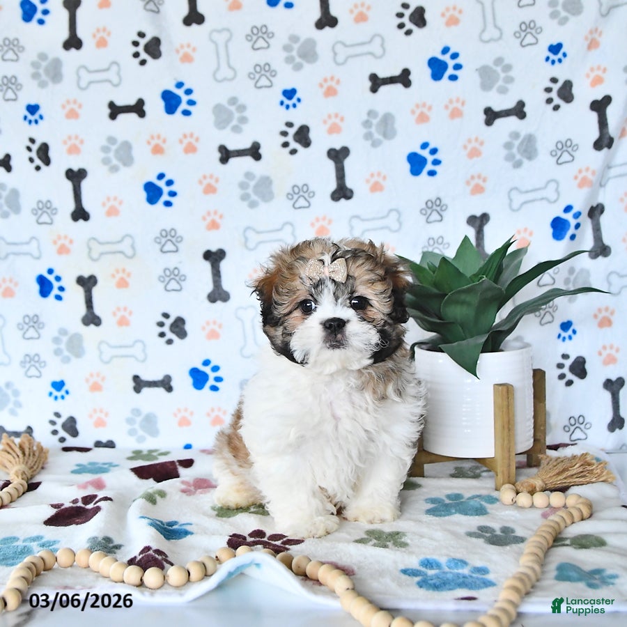 Shihpoo dogs Bella   - Ad 2