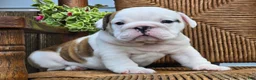 English Bulldog dogs for sale: Boba - Ad 4