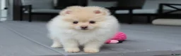 Pomeranian dogs for sale: Cassie - Ad 6