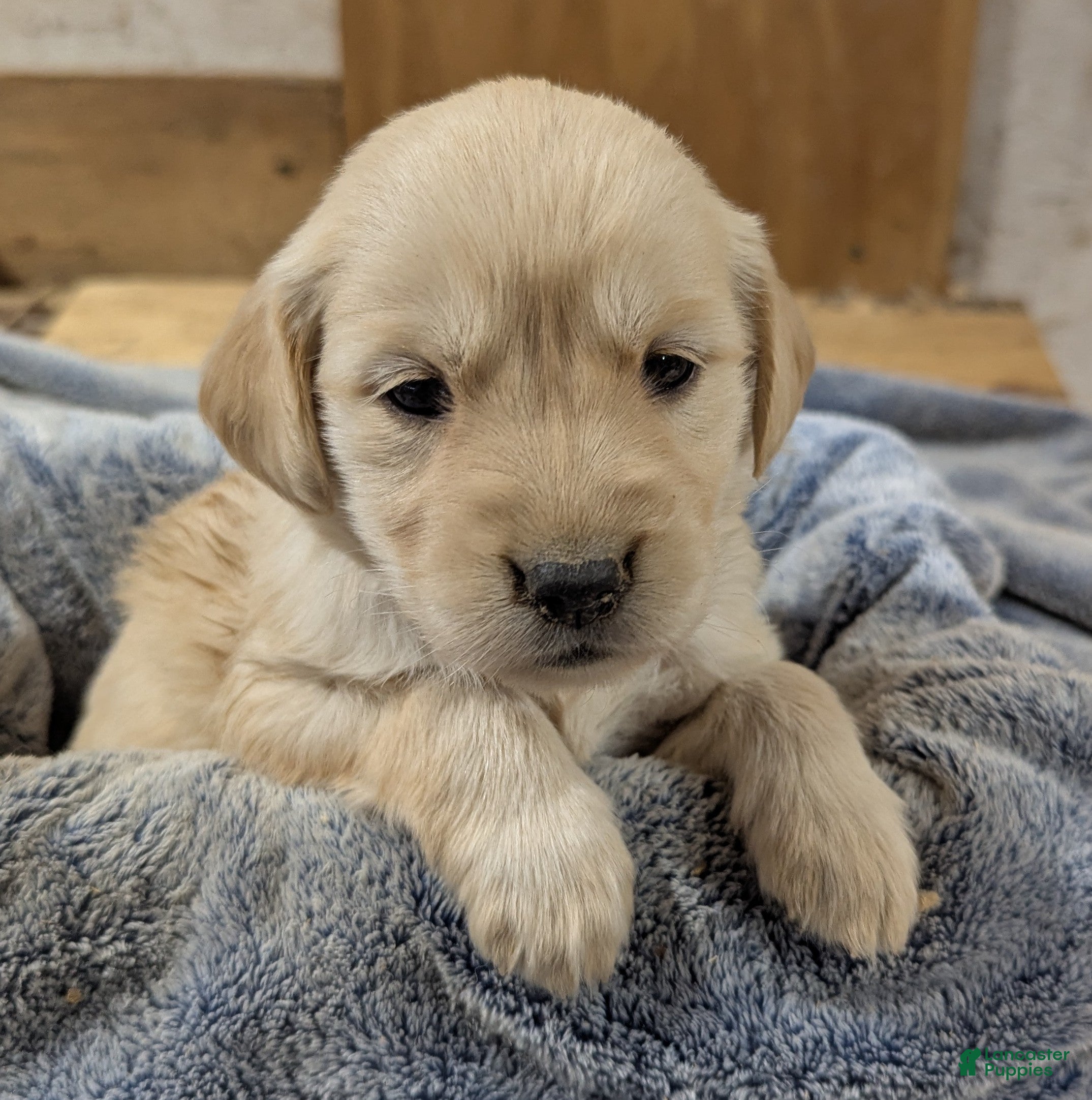Golden Retriever dogs Bella  - Ad 19